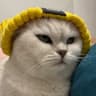 大力 profile photo
